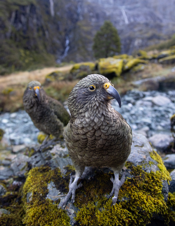 Photo of NZ- for IG1-5.jpg
